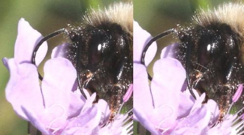 Réf. 316 557 : Bombus sp.